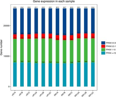 Transcriptome analysis revealed the expression levels of genes related to abscisic acid and auxin biosynthesis in grapevine (Vitis vinifera L.) under root restriction